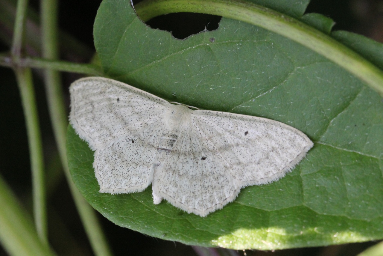 Scopula nigropunctata (Hufnagel, 1767) - Acidalie étrille