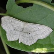 Scopula nigropunctata (Hufnagel, 1767) - Acidalie étrille