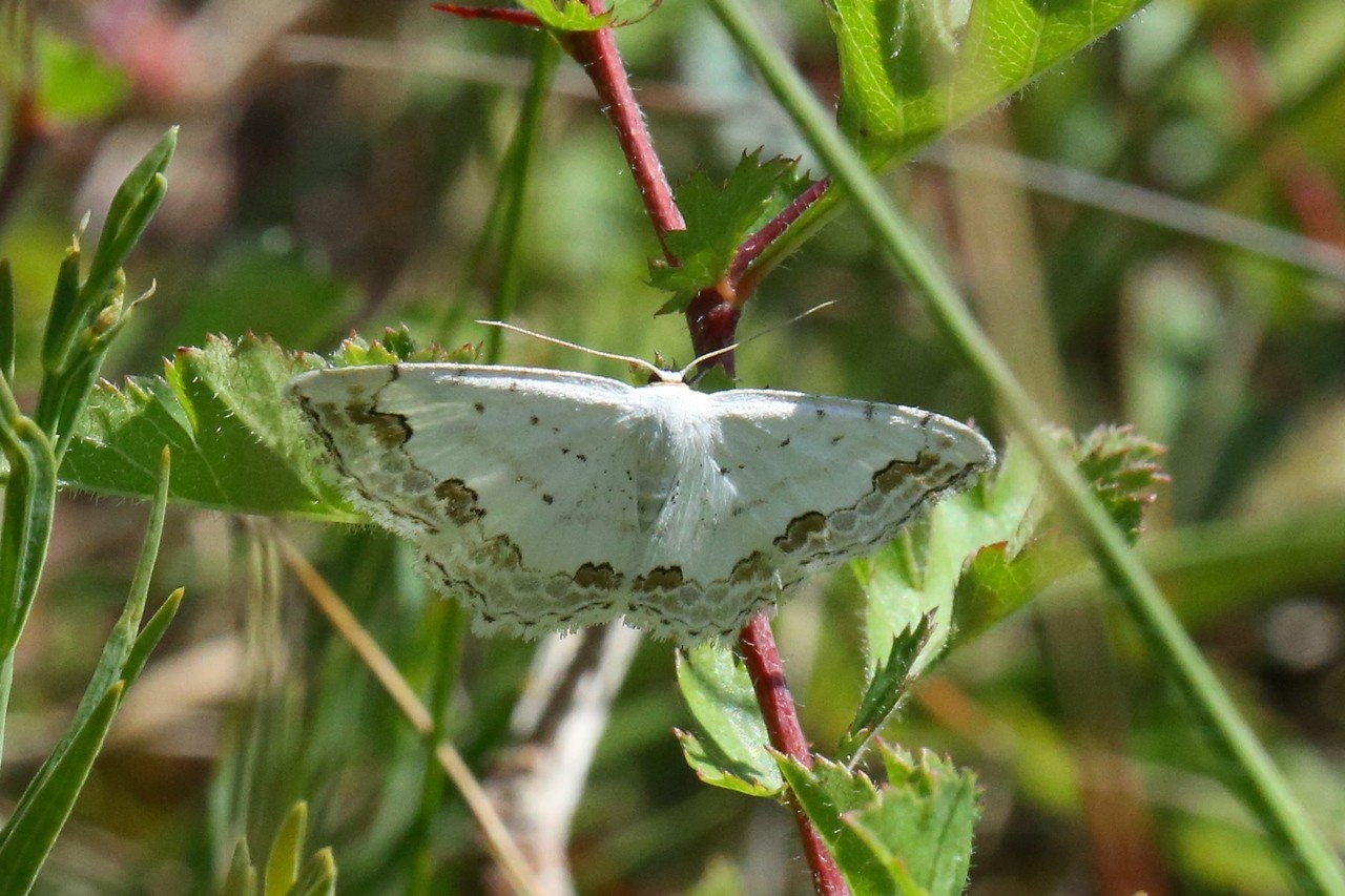 Scopula ornata (Scopoli, 1763) - Acidalie ornée