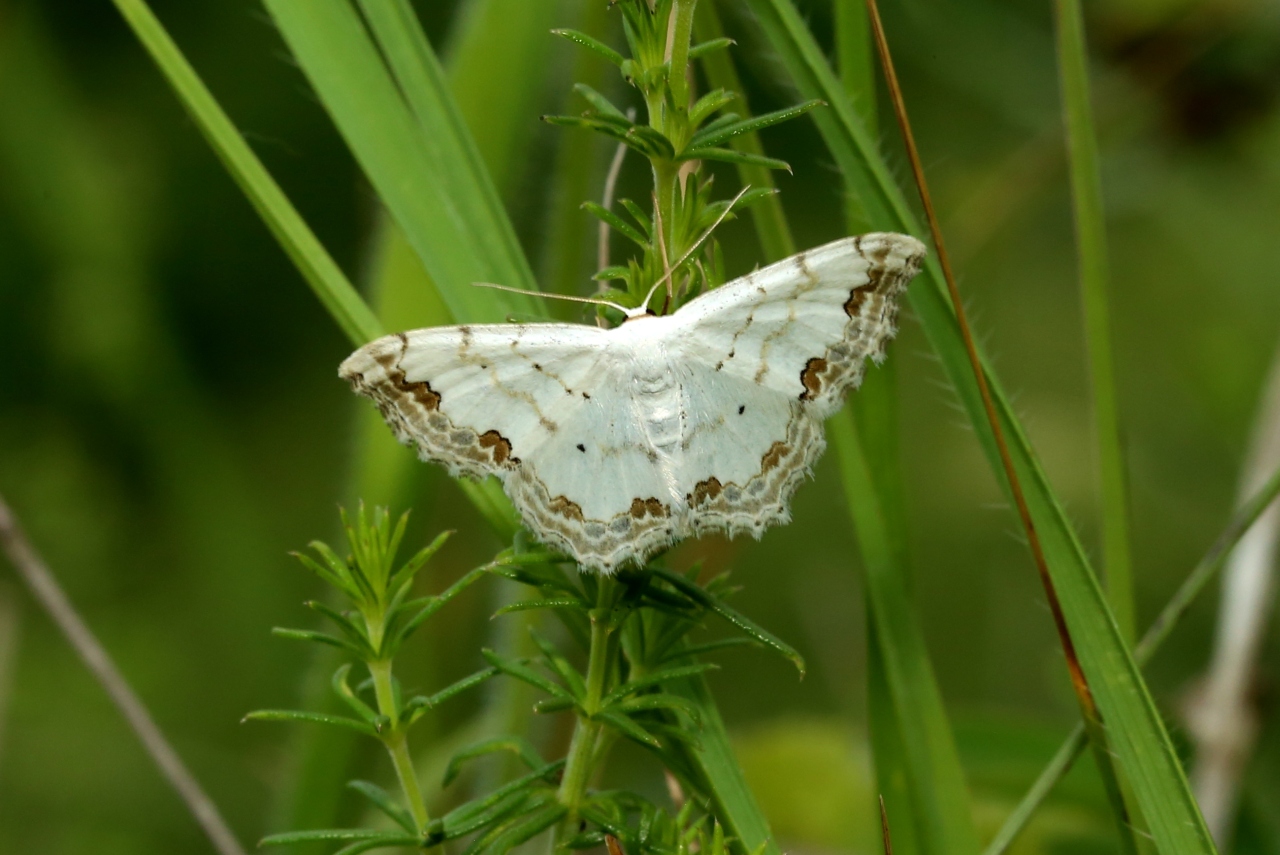 Scopula ornata (Scopoli, 1763) - Acidalie ornée