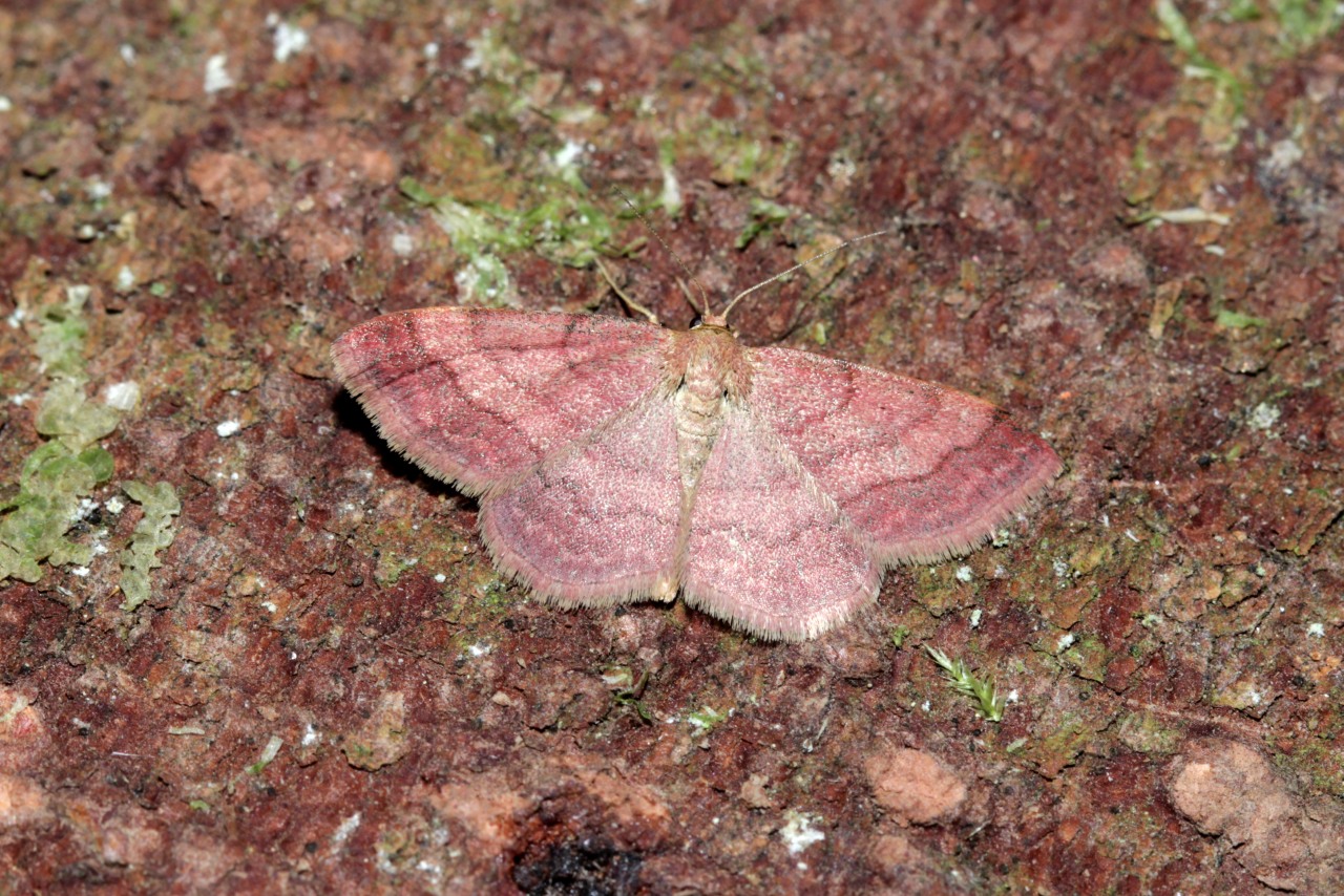 Scopula rubiginata (Hufnagel, 1767) - Acidalie rougie, Phalène rougeâtre