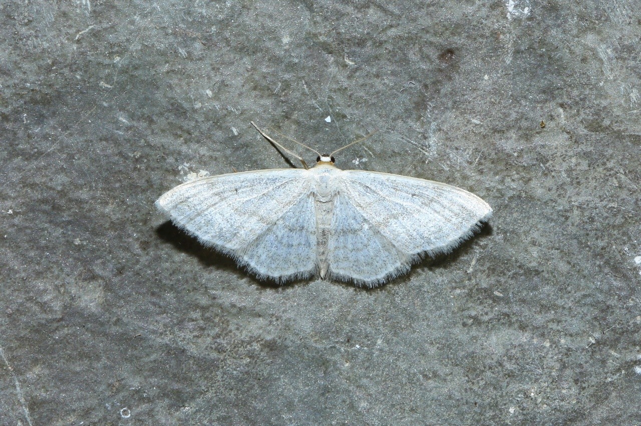 Scopula subpunctaria (Herrich-Schäffert, 1847) - Acidalie virginale, Acidalie ponctuée