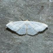 Scopula subpunctaria (Herrich-Schäffert, 1847) - Acidalie virginale, Acidalie ponctuée