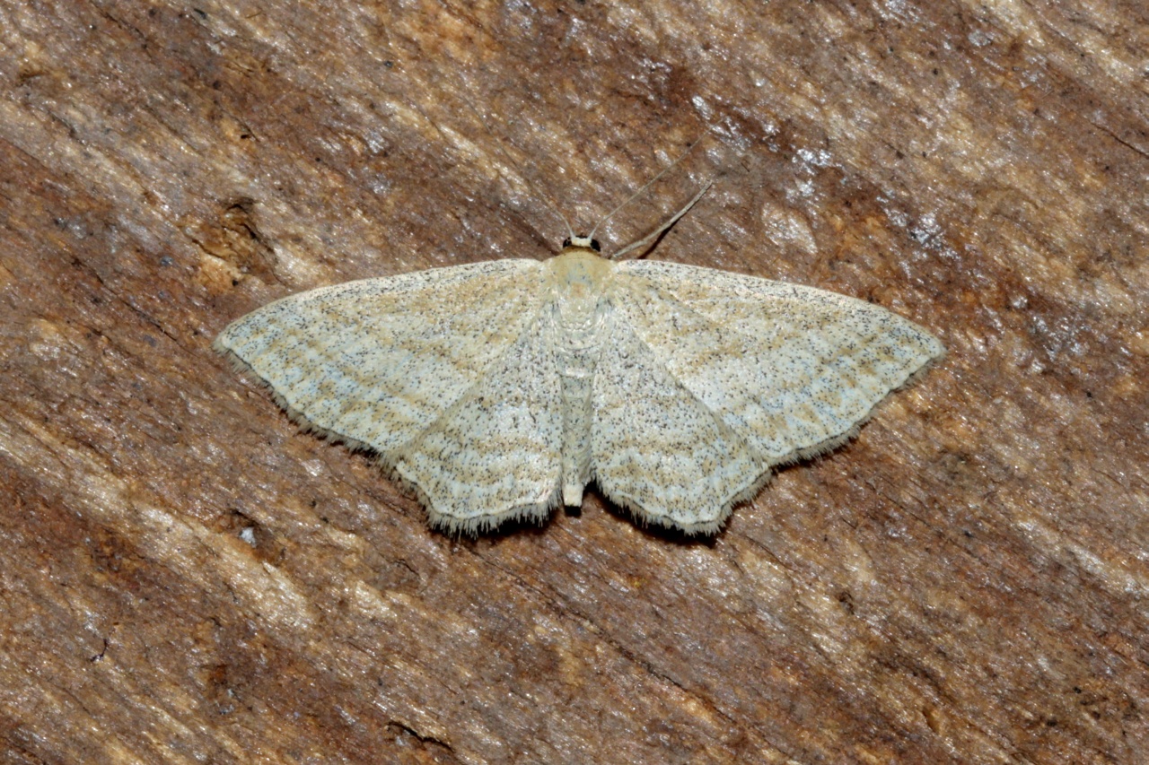 Scopula virgulata (Denis & Schiffermüller, 1775) - Acidalie striée, Acidalie sillonnée