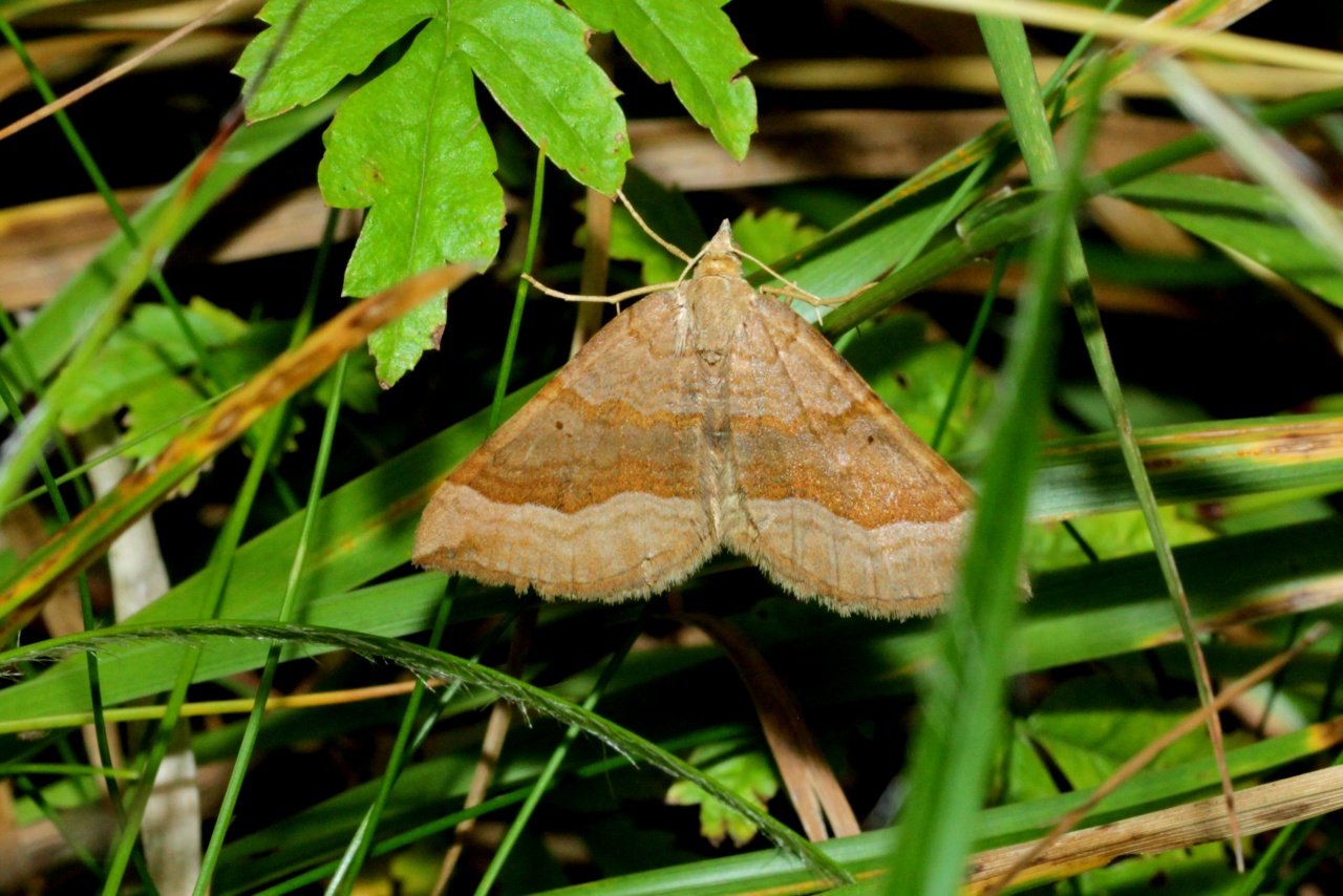 Scotopteryx chenopodiata (Linnaeus, 1758) - Phalène de l'Ansérine, Chénopodie