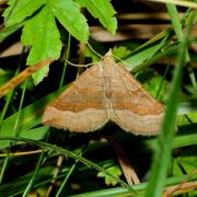 Scotopteryx chenopodiata (Linnaeus, 1758) - Phalène de l'Ansérine, Chénopodie