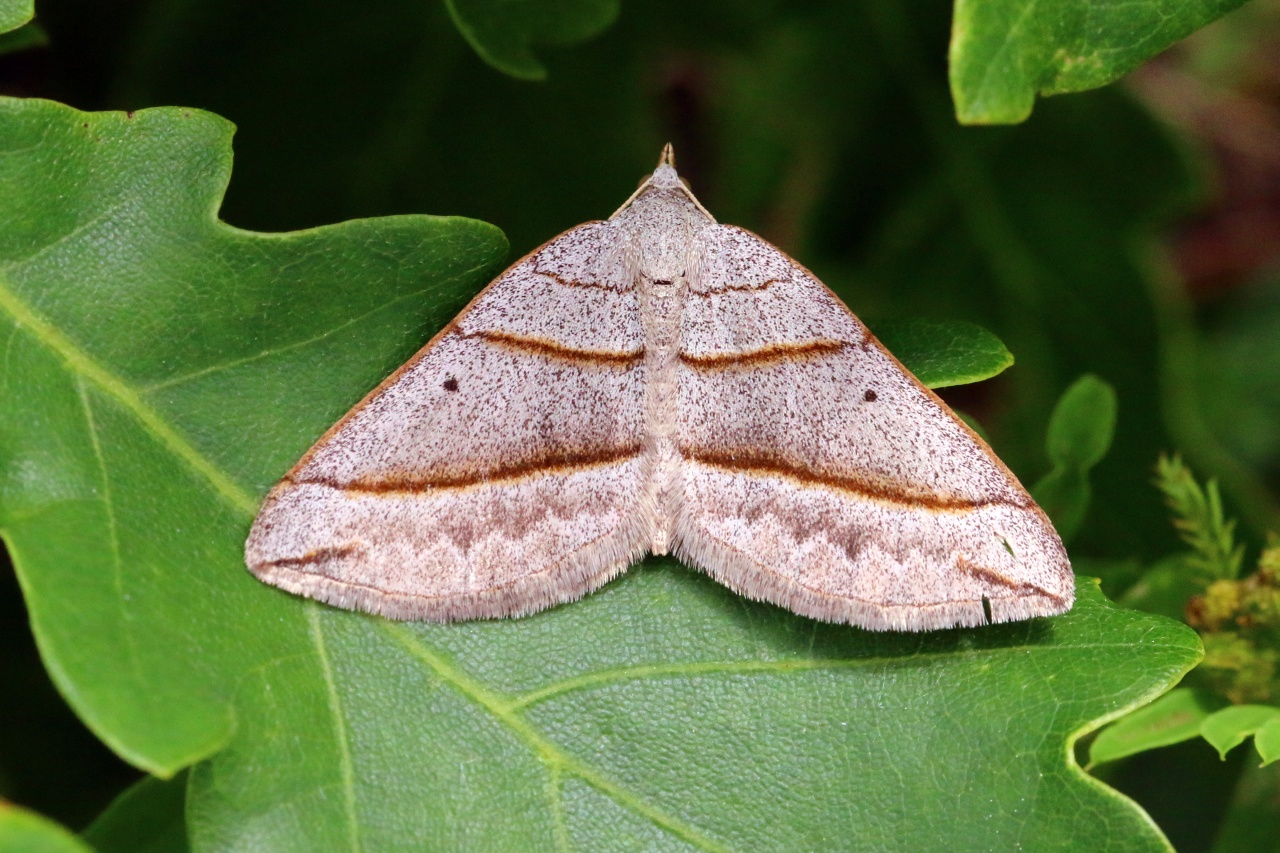 Scotopteryx luridata/mucronata