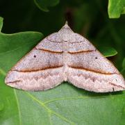 Scotopteryx luridata/mucronata