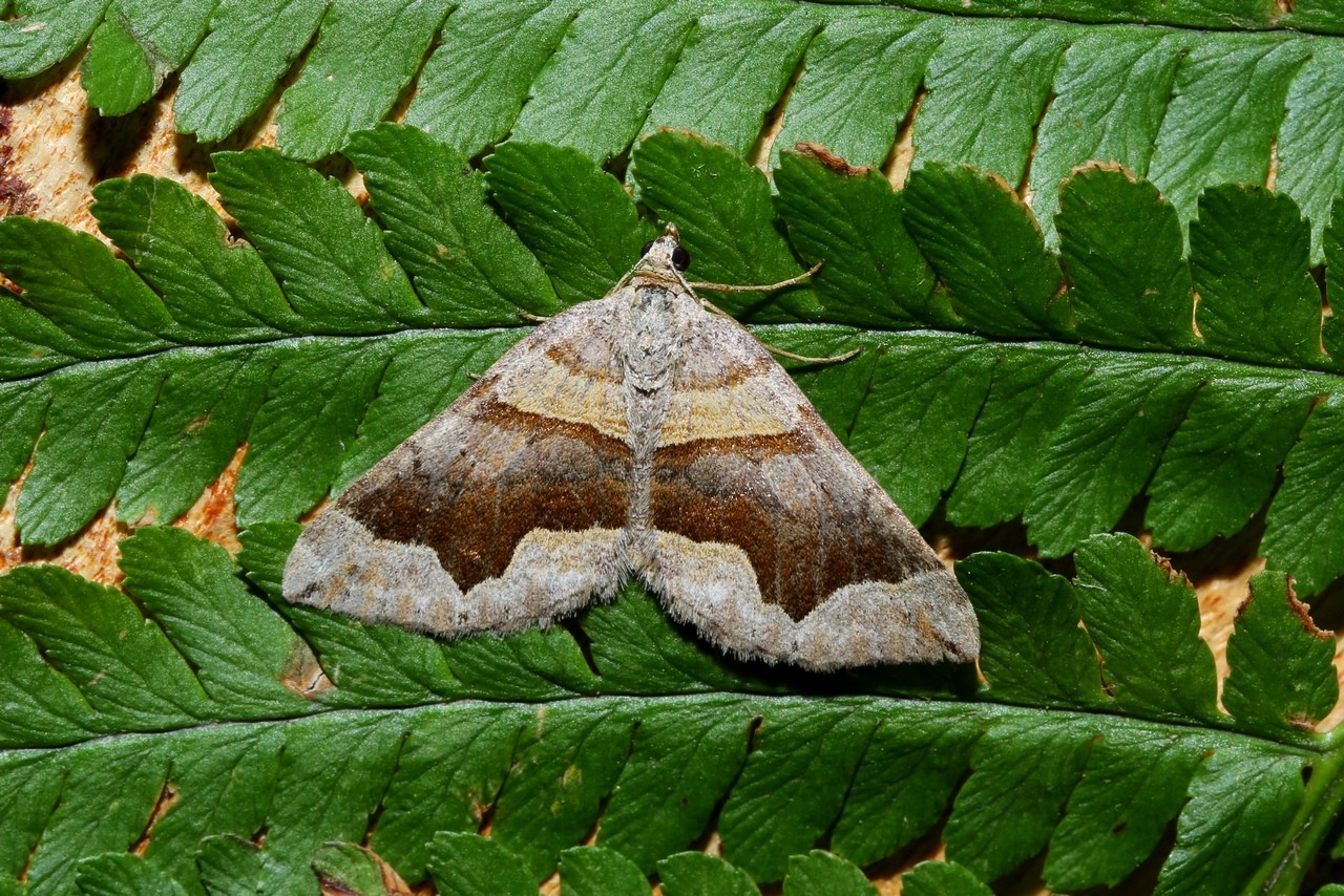 Scotopteryx moeniata (Scopoli, 1763) - Ortholite fortifiée