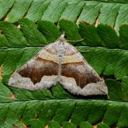 Scotopteryx moeniata (Scopoli, 1763) - Ortholite fortifiée