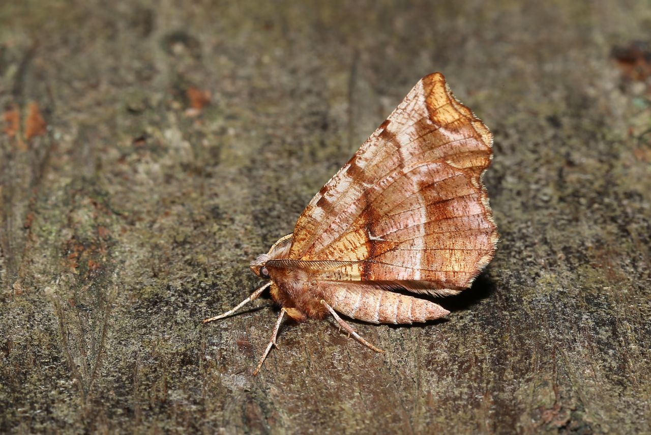 Selenia dentaria (Fabricius, 1775) - Ennomos illunaire