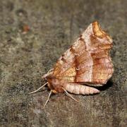 Selenia dentaria (Fabricius, 1775) - Ennomos illunaire