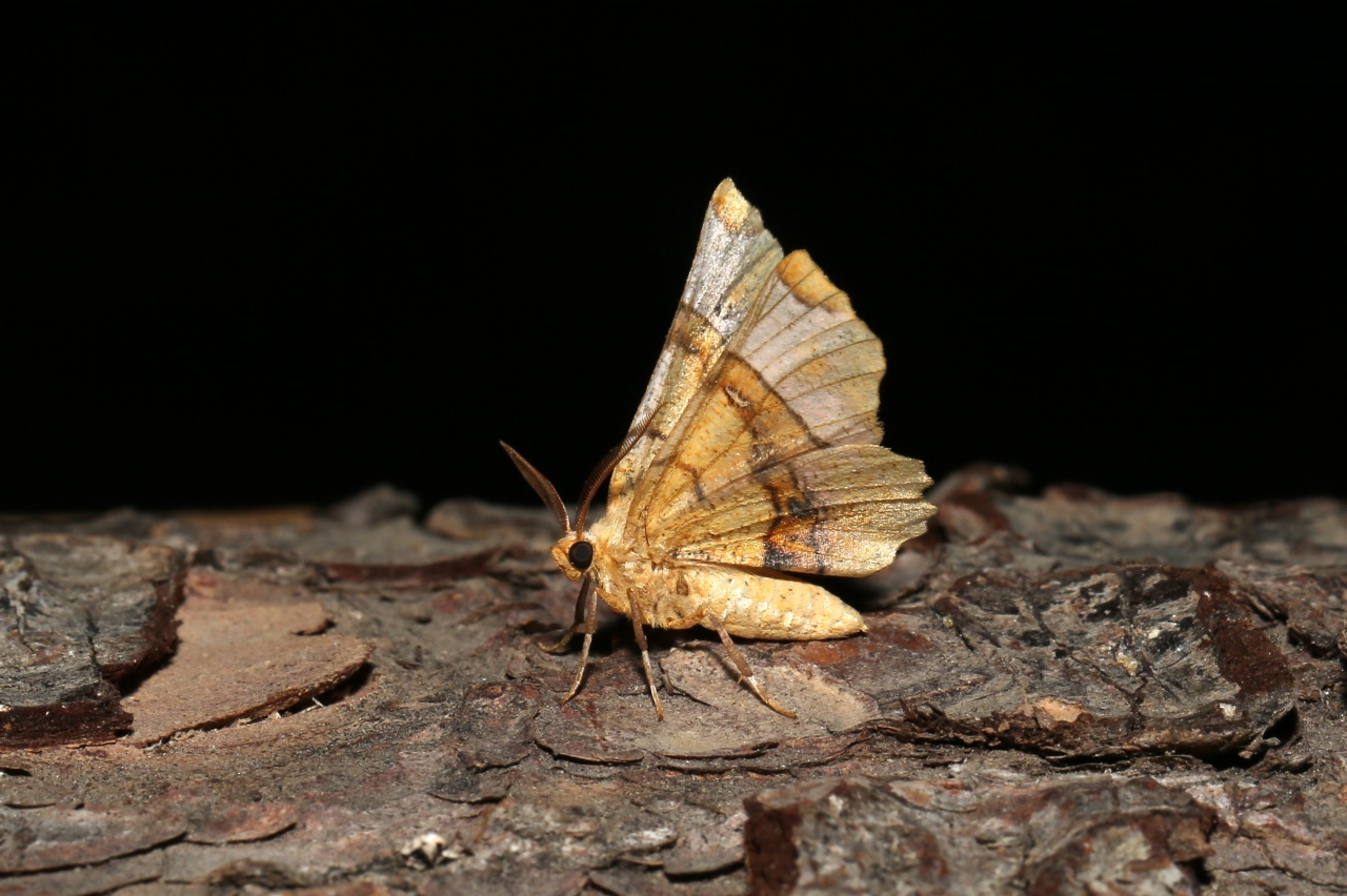 Selenia lunularia (Hübner, 1788) - Ennomos lunaire, Croissant