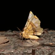 Selenia lunularia (Hübner, 1788) - Ennomos lunaire, Croissant