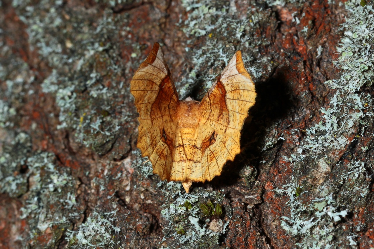 Selenia lunularia (Hübner, 1788) - Ennomos lunaire, Croissant