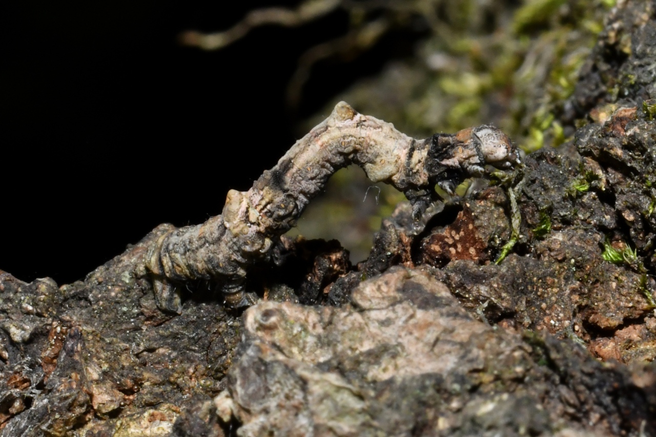 Selenia lunularia (Hübner, 1788) - Ennomos lunaire, Croissant (chenille)