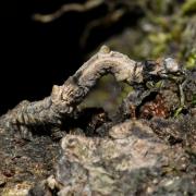 Selenia lunularia (Hübner, 1788) - Ennomos lunaire, Croissant (chenille)