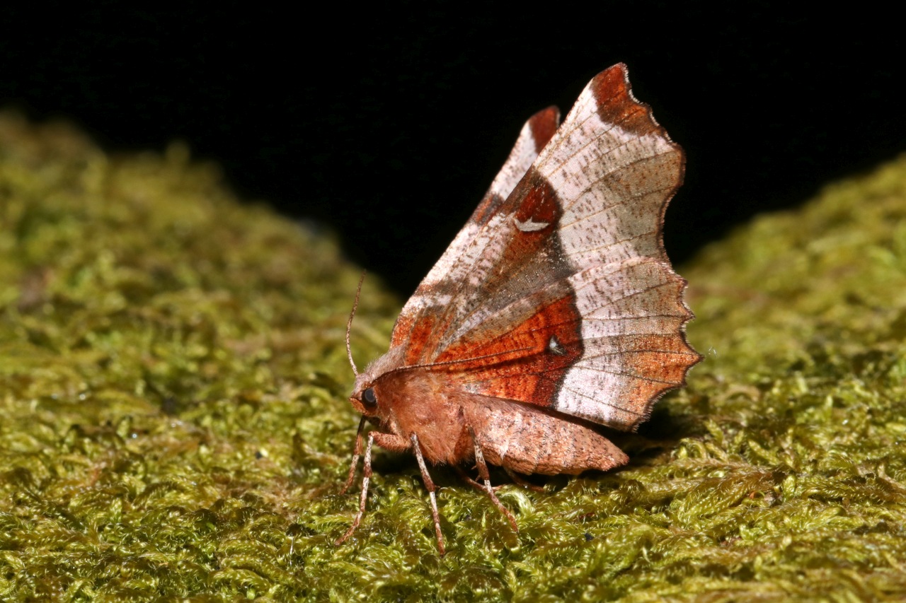 Selenia tetralunaria (Hufnagel, 1767) - Ennomos illustre