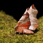 Selenia tetralunaria (Hufnagel, 1767) - Ennomos illustre