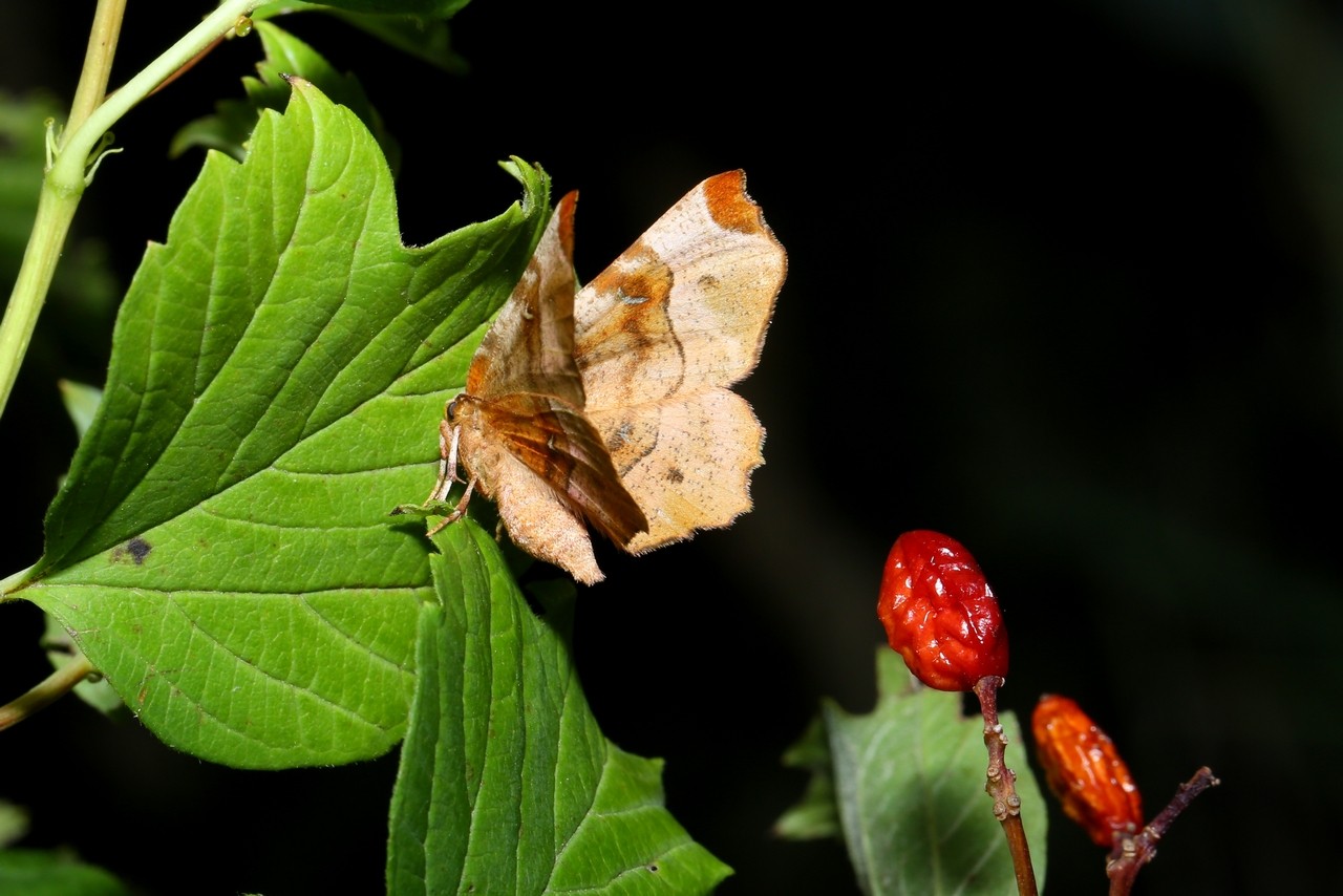 Selenia tetralunaria (Hufnagel, 1767) - Ennomos illustre