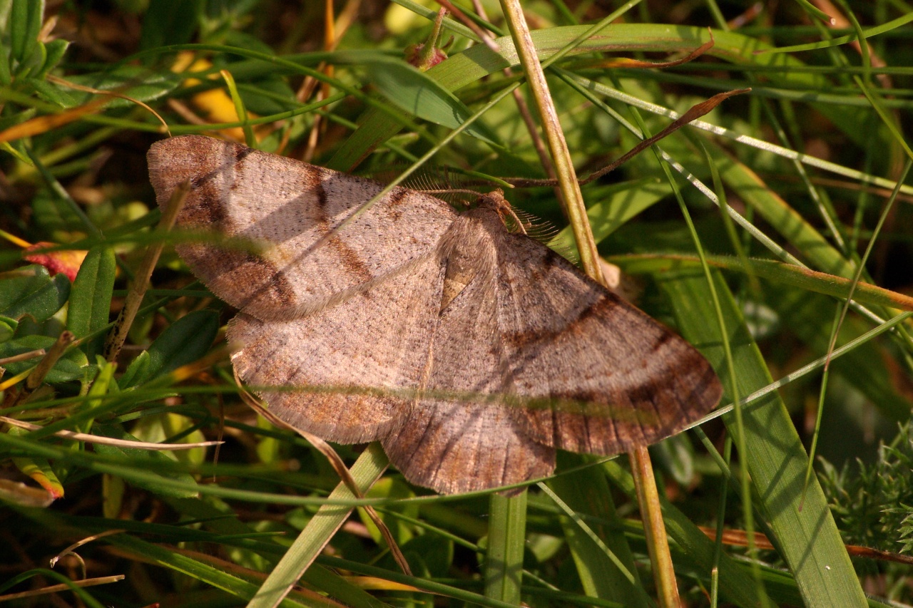 Selidosema brunnearia scandinaviaria Staudinger, 1901 - Boarmie brune