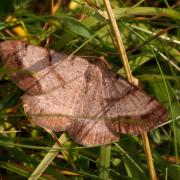 Selidosema brunnearia scandinaviaria Staudinger, 1901 - Boarmie brune