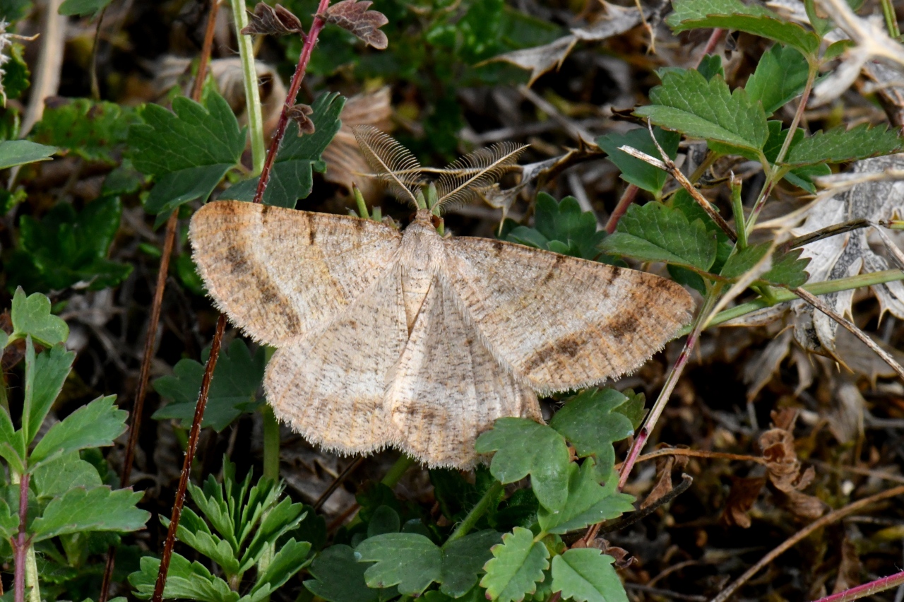 Selidosema brunnearia scandinaviaria Staudinger, 1901 - Boarmie brune (mâle)