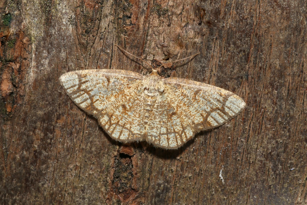 Stegania cararia (Hübner, 1790) - Stéganie convoitée