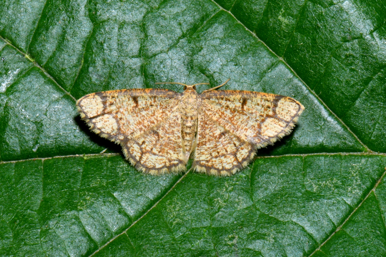 Stegania cararia (Hübner, 1790) - Stéganie convoitée