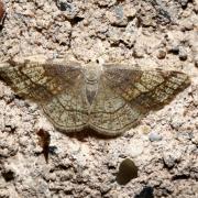 Stegania trimaculata (Villers, 1789) f. cognataria - Stéganie du Peuplier