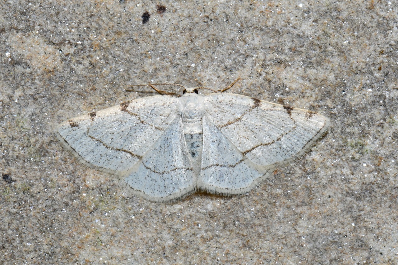 Stegania trimaculata (Villers, 1789) f. claire - Stéganie du Peuplier (femelle)