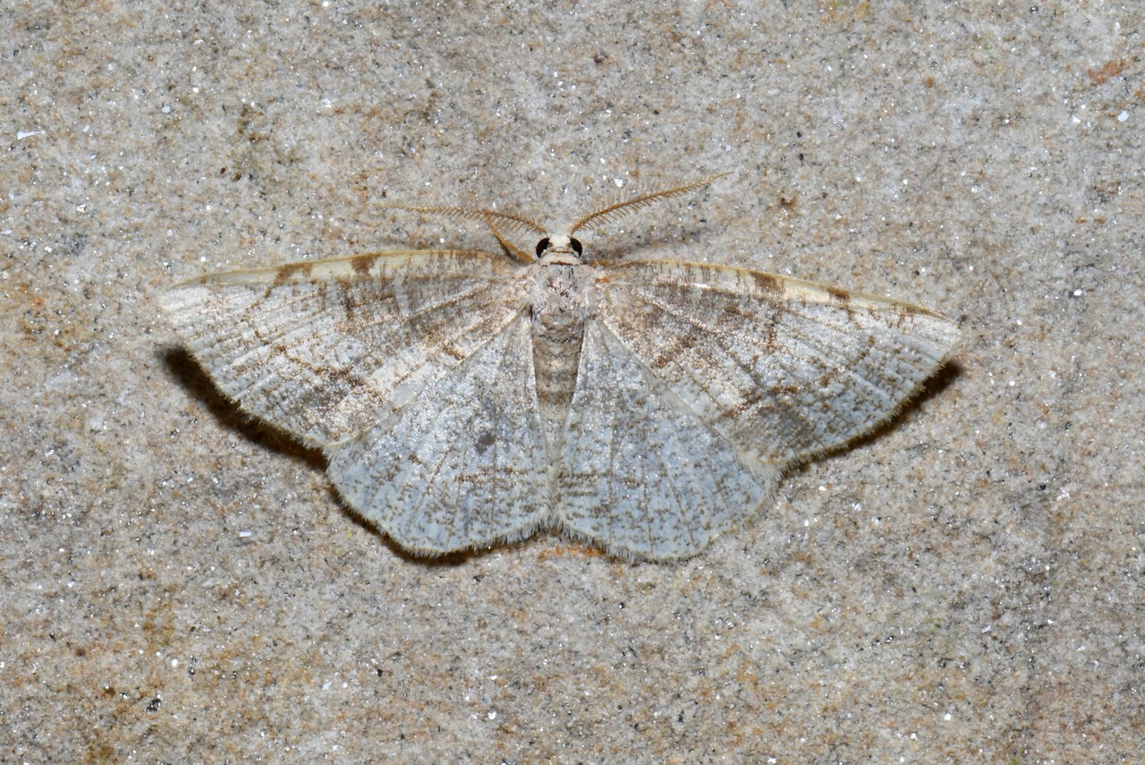 Stegania trimaculata (Villers, 1789) - Stéganie du Peuplier (mâle)