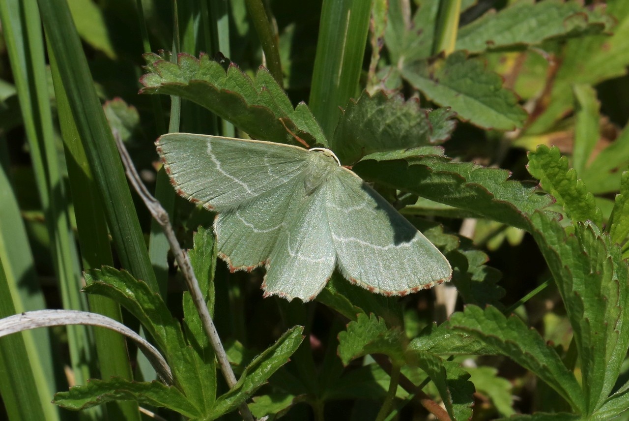 Thalera fimbrialis (Scopoli, 1763) - Phalène du Buplèvre, Phalène du Thym 