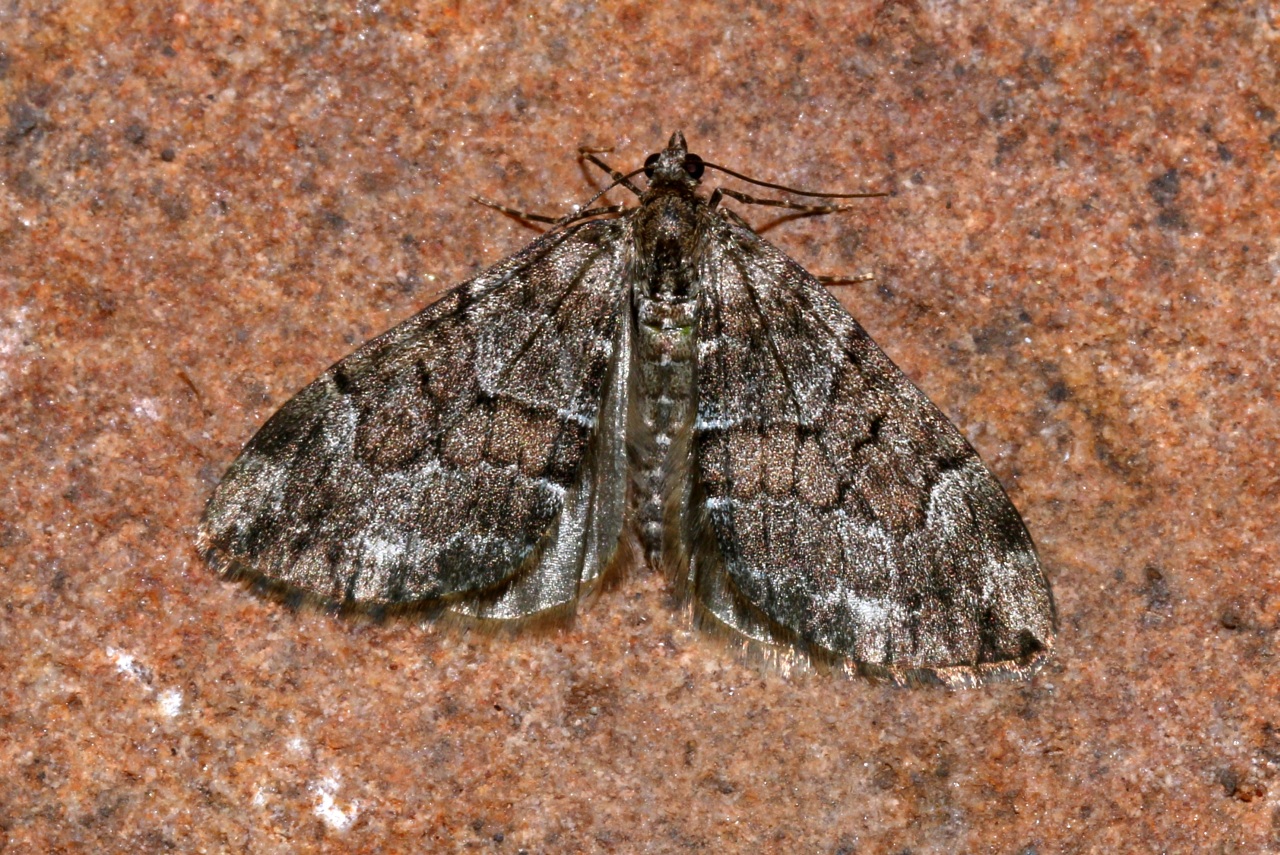 Thera sp cf britannica/variata