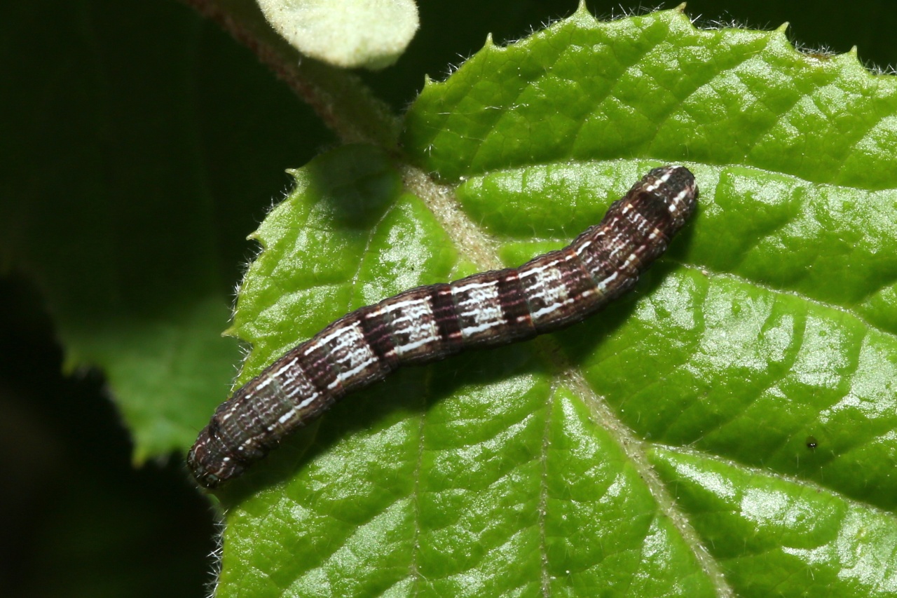 Theria primaria (Haworth, 1809) - Phalène précoce (chenille)