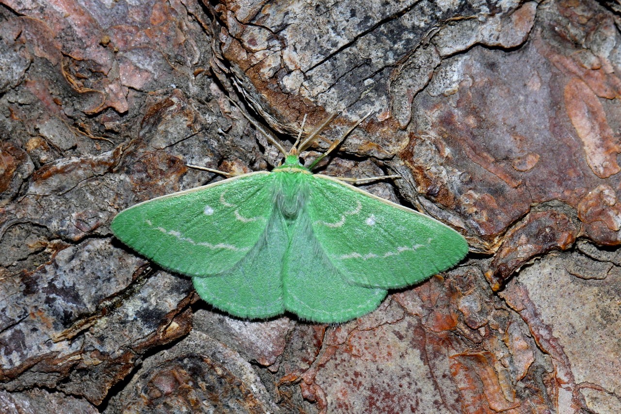 Thetidia smaragdaria (Fabricius, 1787) - Emeraude