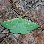 Thetidia smaragdaria (Fabricius, 1787) - Emeraude