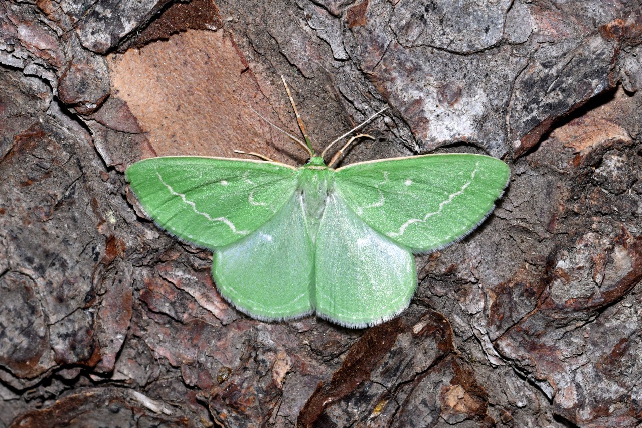 Thetidia smaragdaria (Fabricius, 1787) - Emeraude