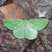 Thetidia smaragdaria (Fabricius, 1787) - Emeraude