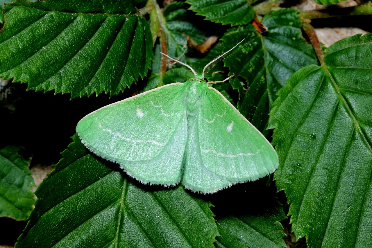 Thetidia smaragdaria (Fabricius, 1787) - Emeraude