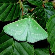 Thetidia smaragdaria (Fabricius, 1787) - Emeraude