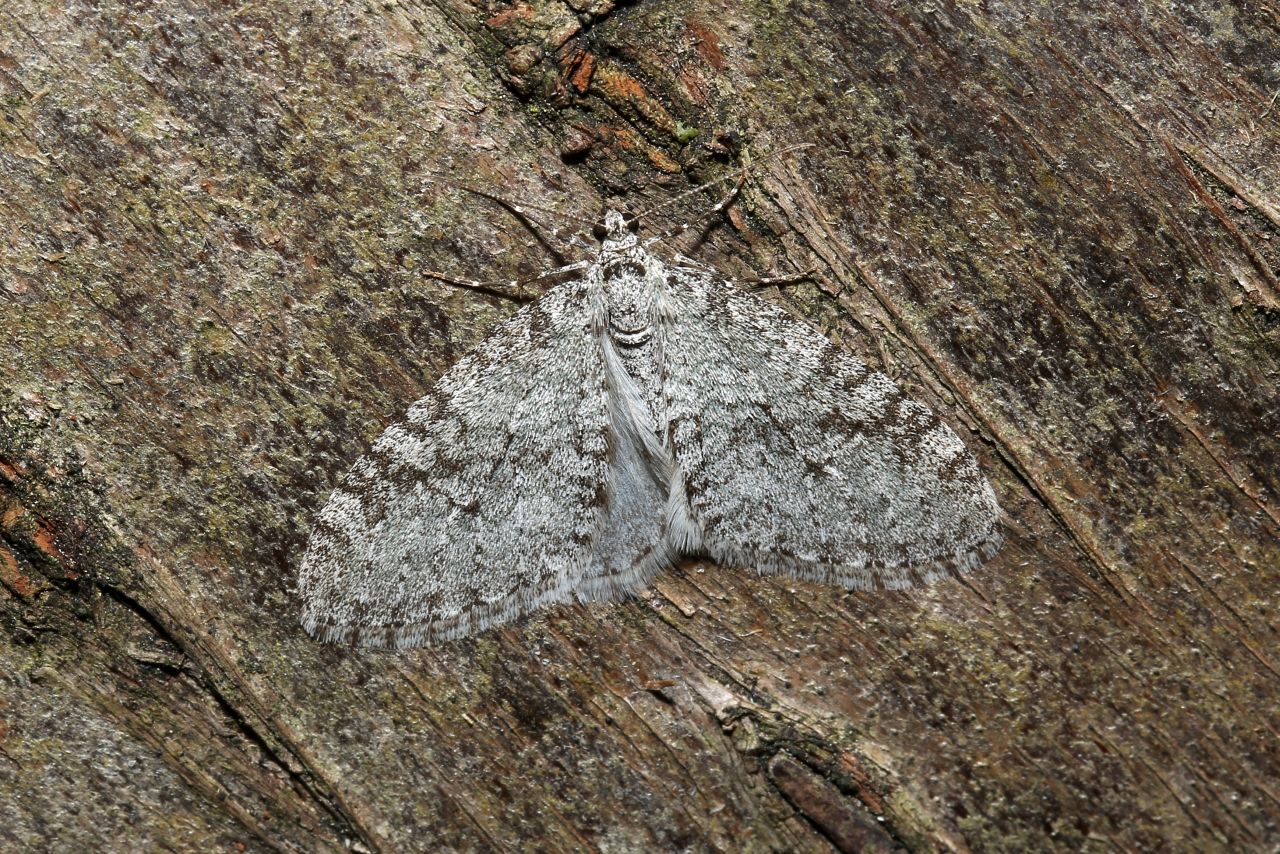 Trichopteryx carpinata (Borkhausen, 1794) - Lobée, Phalène du Charme 