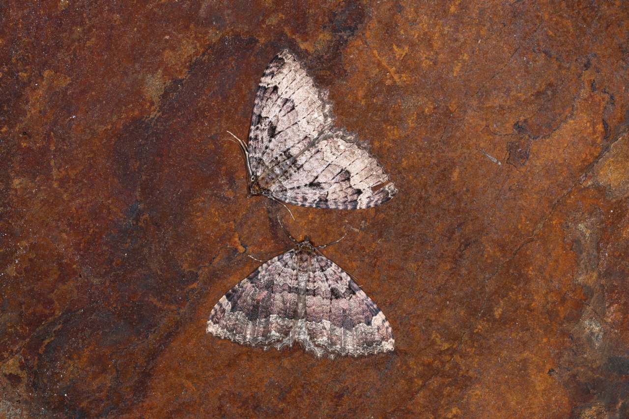 Triphosa dubitata (Linnaeus, 1758) - Incertaine, Dent-de-scie, Douteuse