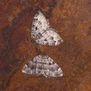 Triphosa dubitata (Linnaeus, 1758) - Incertaine, Dent-de-scie, Douteuse