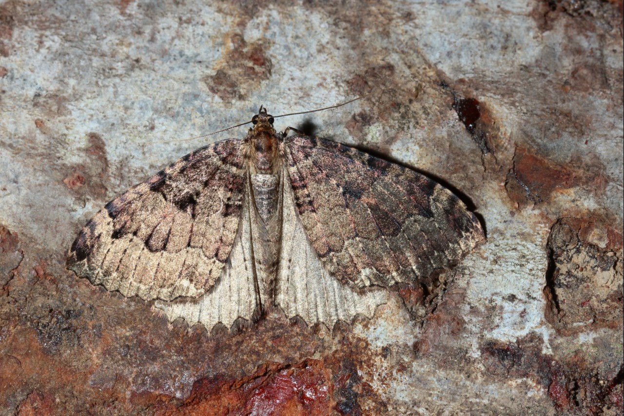 Triphosa dubitata (Linnaeus, 1758) - Incertaine, Dent-de-scie, Douteuse