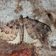 Triphosa dubitata (Linnaeus, 1758) - Incertaine, Dent-de-scie, Douteuse