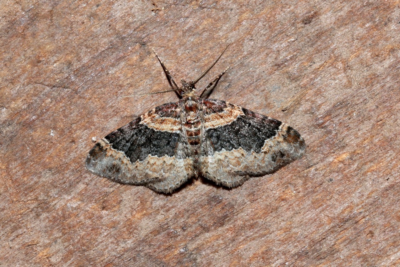 Xanthorhoe ferrugata (Clerck, 1759) - Rouillée