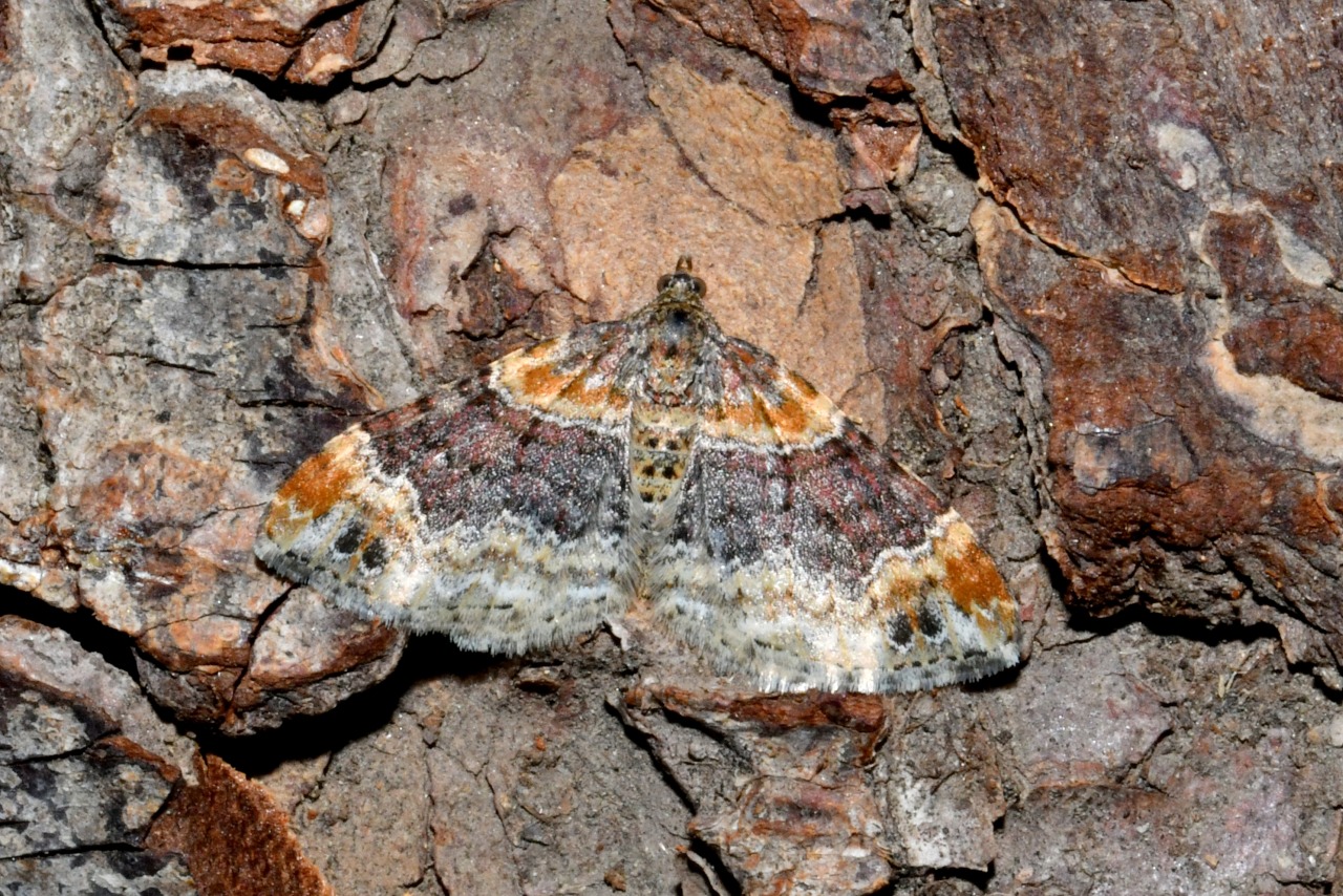 Xanthorhoe ferrugata/spadicearia