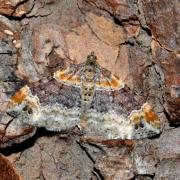 Xanthorhoe ferrugata/spadicearia