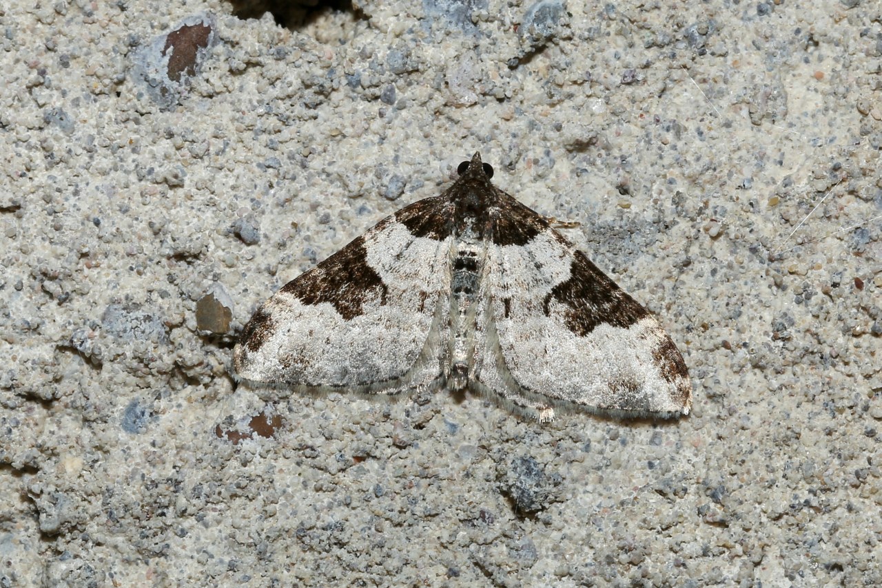  Xanthorhoe fluctuata (Linnaeus, 1758) - Incertaine, Phalène ondée